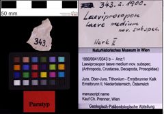 Foto (Objekt + Etiketten) von Laeviprosopon laeve medium nov. subspec. (NHMW-GEO-1990-0041-0343b)